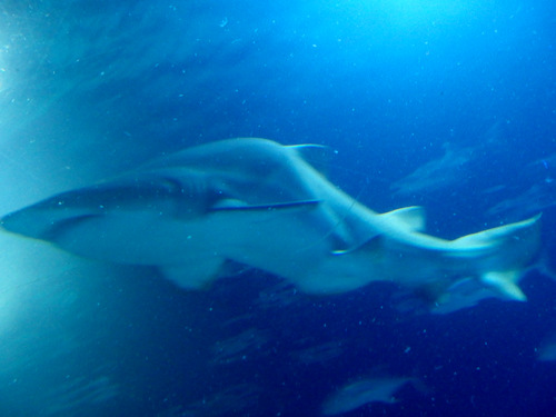 L'Oceanogr&agrave;fic Center.
